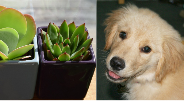 Plant v. Puppy - Keeping your business and your personal needs separate will keep your business decision-making in balance with your personal goals.