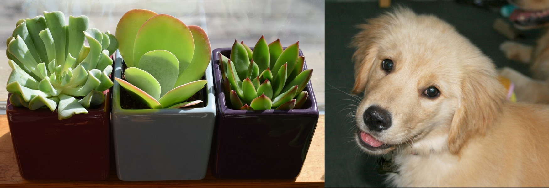 Plant vs. Puppy